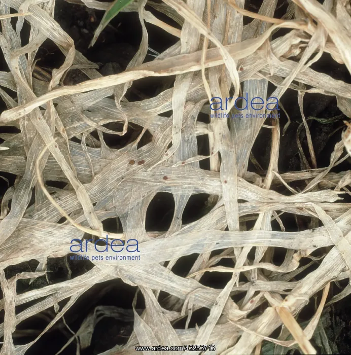 : Speckled snow mold damaged barley : Speckled snow mold damaged barley