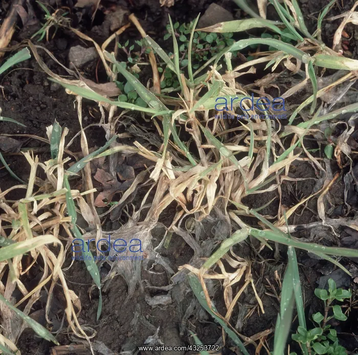 : Speckled snow mold or snow rot : Speckled snow mold or snow rot