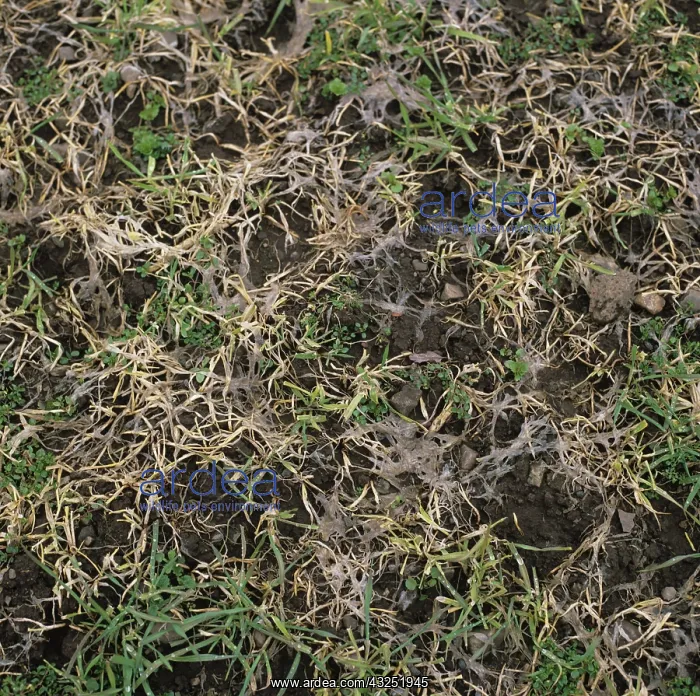 : Speckled Snow Mold (Typhula incarnata) on barley : Speckled Snow Mold (Typhula incarnata) on barley