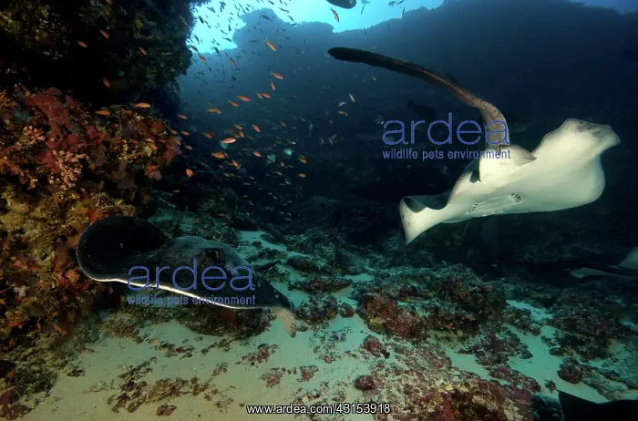: Speckled Stingray : Speckled Stingray