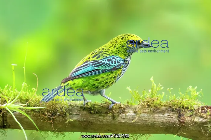 : Speckled Tanager, Ixothraupis guttata : Speckled Tanager, Ixothraupis guttata