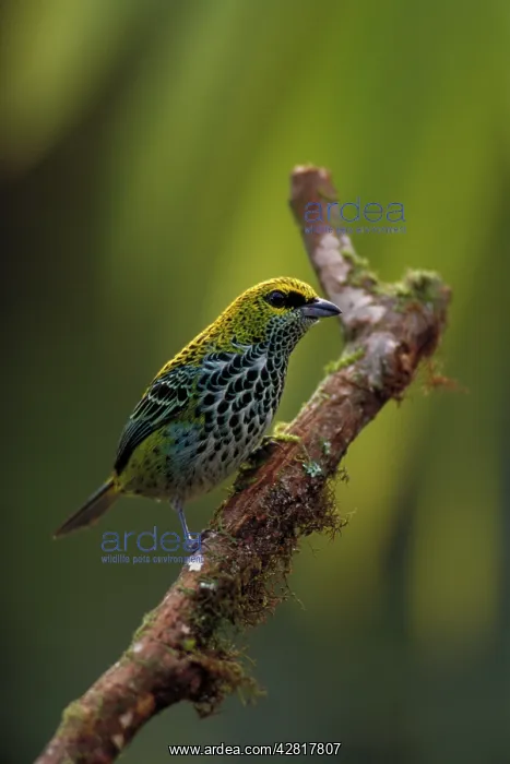: Speckled Tanager - Tropical Rainforest : Speckled Tanager - Tropical Rainforest
