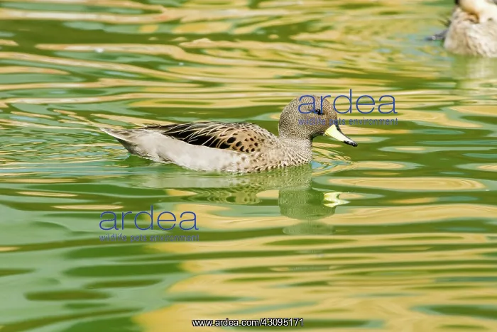  : Speckled Teal