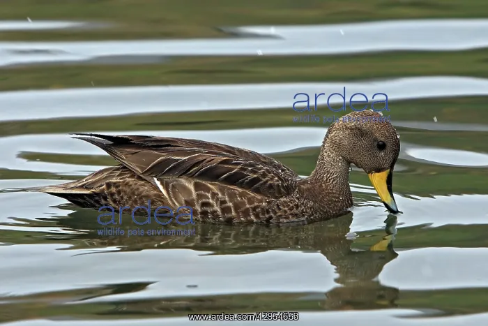 : Speckled Teal / Yellow-billed Teal : Speckled Teal / Yellow-billed Teal