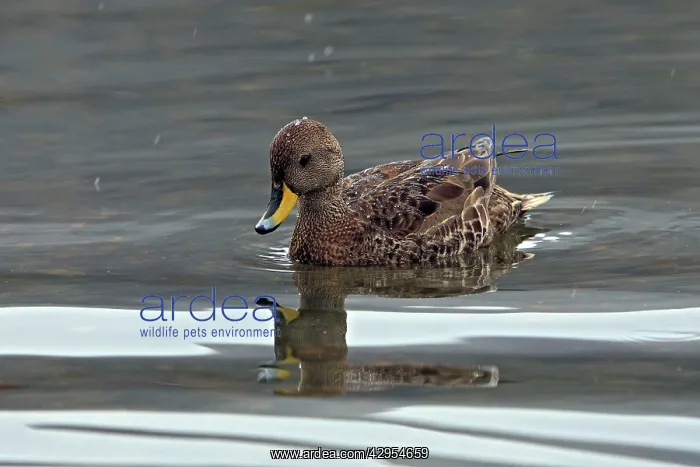 : Speckled Teal / Yellow-billed Teal : Speckled Teal / Yellow-billed Teal