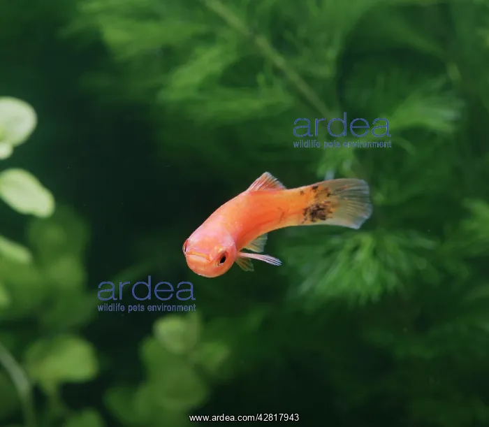 : Speckled wagtail swordtail - front view female : Speckled wagtail swordtail - front view female