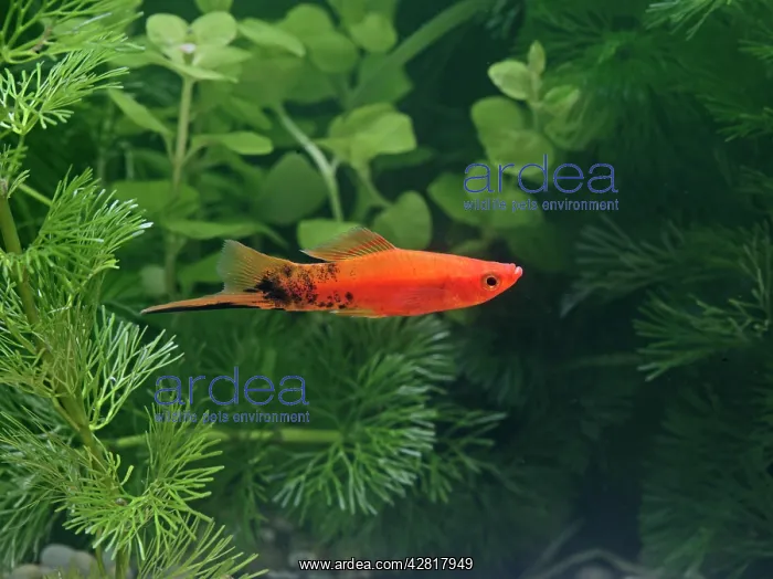 : Speckled wagtail swordtail - side view male : Speckled wagtail swordtail - side view male
