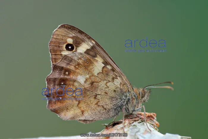 : Speckled Wood : Speckled Wood