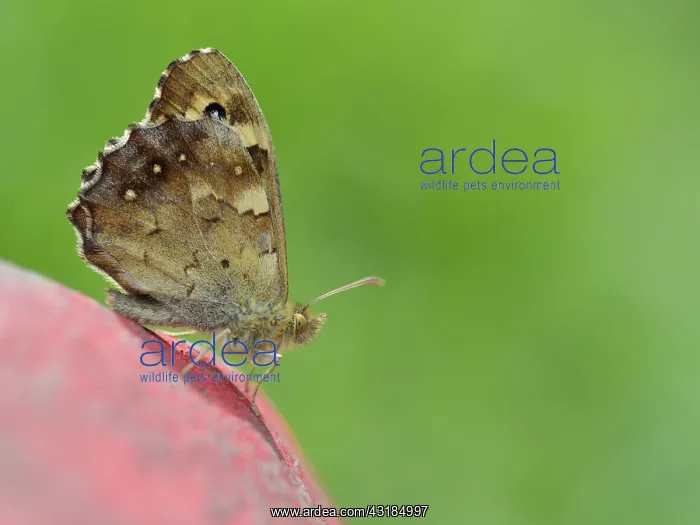 : Speckled Wood : Speckled Wood