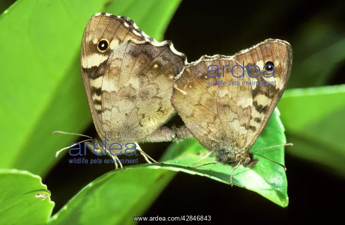 : Speckled Wood Butterflies - on flower : Speckled Wood Butterflies - on flower