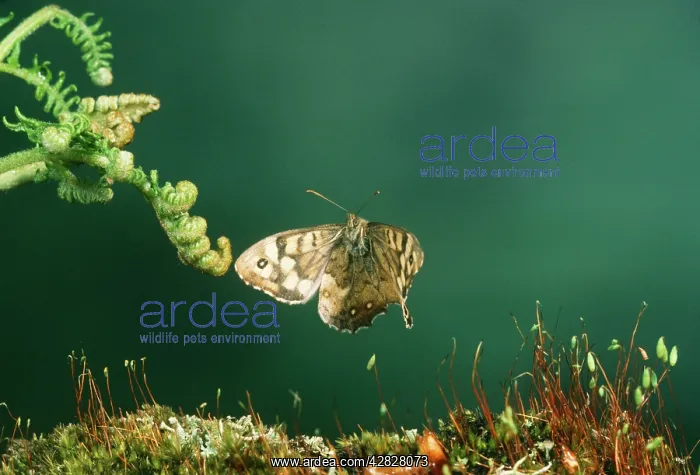 : Speckled Wood Butterfly : Speckled Wood Butterfly