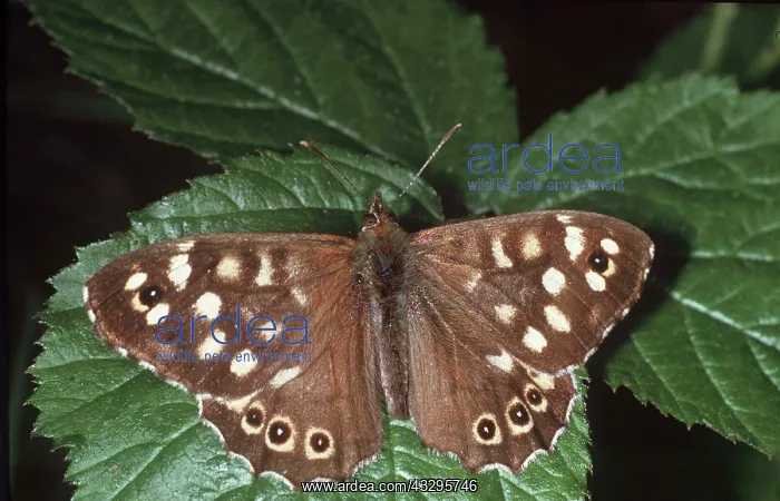 : Speckled Wood Butterfly : Speckled Wood Butterfly