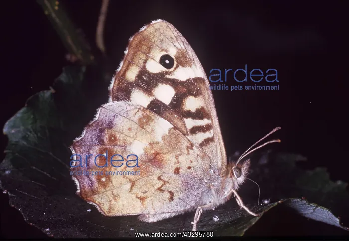 : Speckled Wood Butterfly : Speckled Wood Butterfly