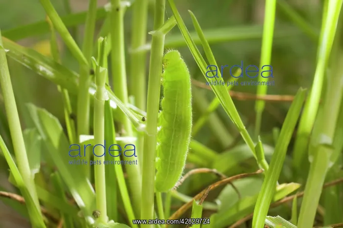 : Speckled Wood Butterfly caterpillar on grass ( : Speckled Wood Butterfly caterpillar on grass (