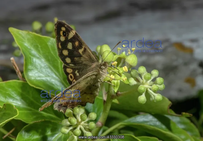 : Speckled Wood butterfly, Pararge aegeria, feedin : Speckled Wood butterfly, Pararge aegeria, feedin