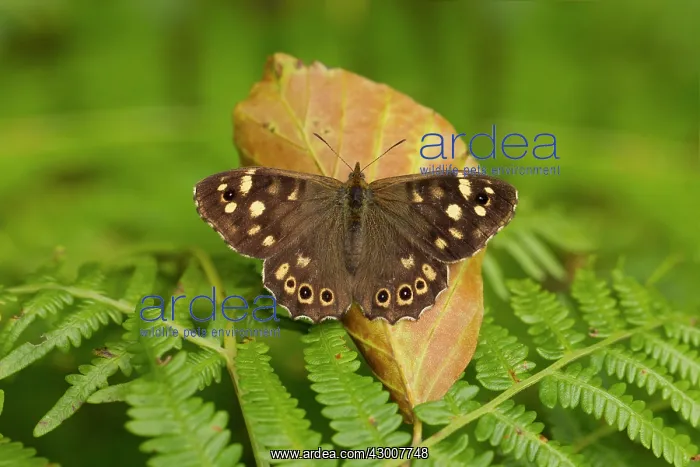 : Speckled Wood Butterfly resting on bracken and basking : Speckled Wood Butterfly resting on bracken and basking