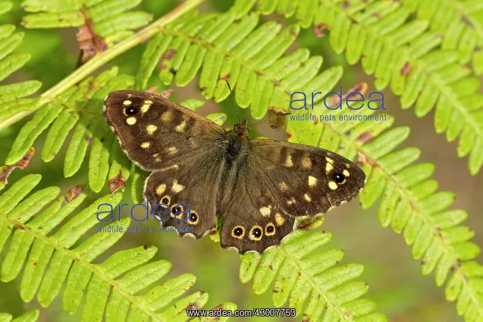 : Speckled Wood Butterfly resting on bracken and basking : Speckled Wood Butterfly resting on bracken and basking