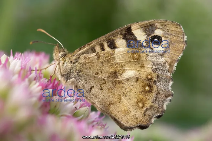  : Speckled Wood Butterfly on Sedum - underside - Norfolk