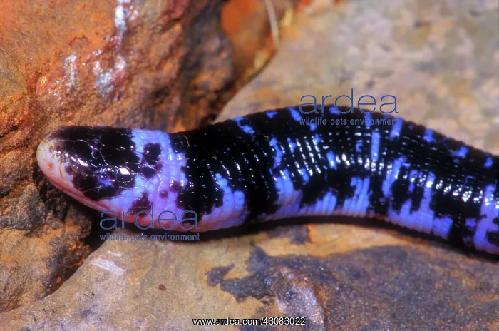 : Speckled Worm Lizard : Speckled Worm Lizard