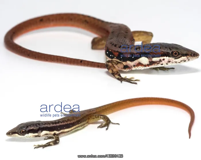 : The Speckled Worm Lizard (Amphisbaenia fuliginosa) : The Speckled Worm Lizard (Amphisbaenia fuliginosa)