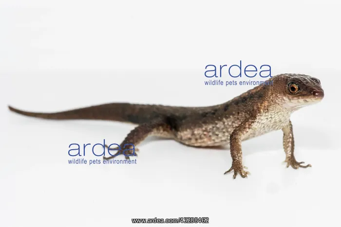  : The Speckled Worm Lizard (Amphisbaenia fuliginosa)