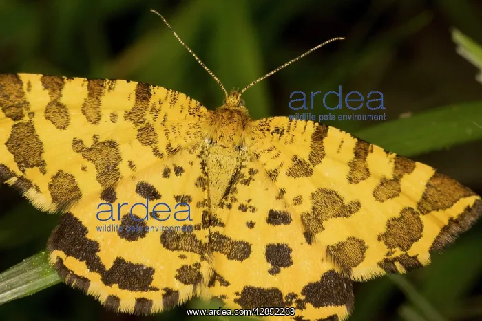: Speckled Yellow Moth : Speckled Yellow Moth