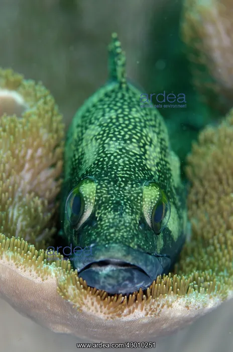 : Specklefin Grouper Pangah Kecil dive site, Loh Buaya : Specklefin Grouper Pangah Kecil dive site, Loh Buaya