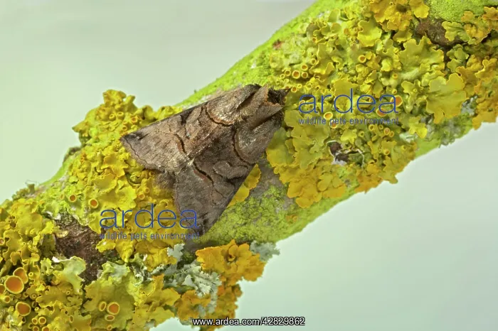 : Spectacle Moth : Spectacle Moth