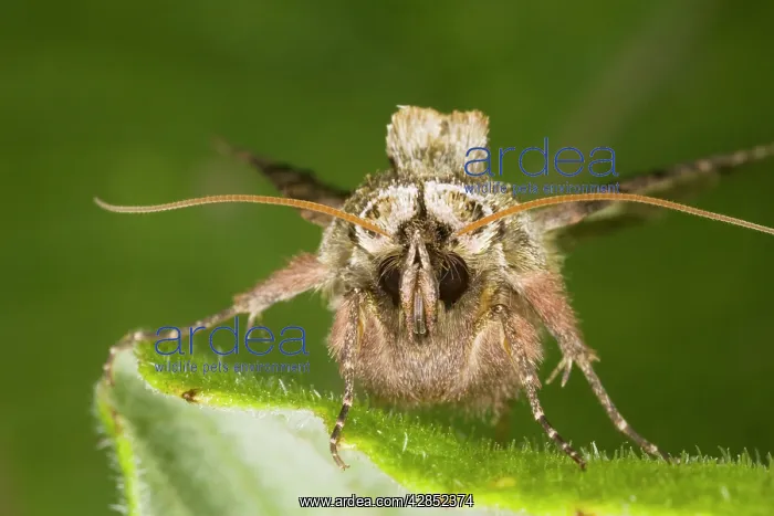  : Spectacle Moth