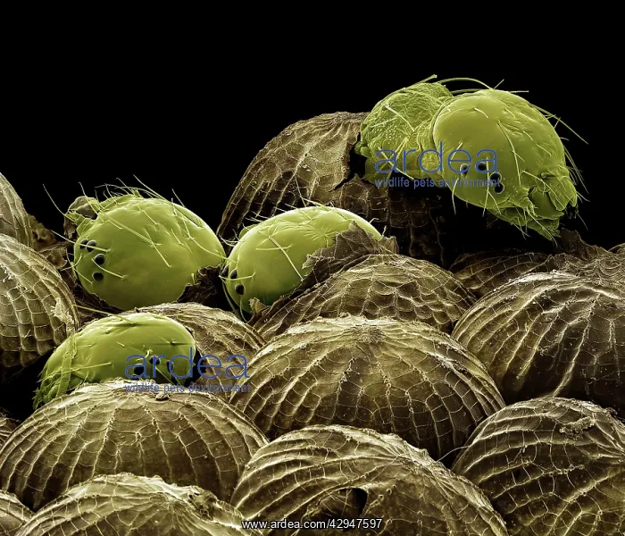 : Spectacle Moth - caterpillars hatching : Spectacle Moth - caterpillars hatching