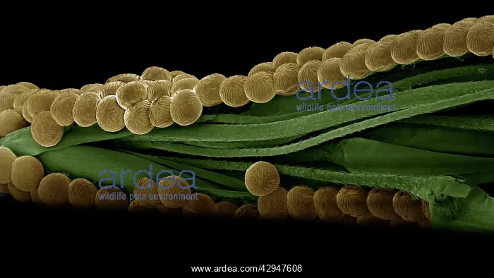 : Spectacle Moth - eggs : Spectacle Moth - eggs