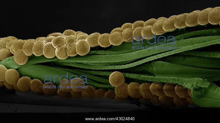 : Spectacle Moth - eggs : Spectacle Moth - eggs