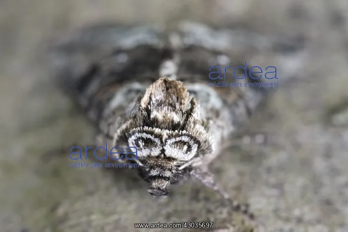 : Spectacle Moth, Norfolk UK : Spectacle Moth, Norfolk UK