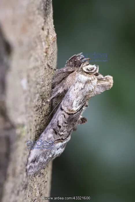 : Spectacle Moth, Norfolk UK : Spectacle Moth, Norfolk UK