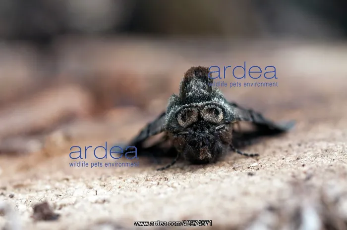  : Spectacle Moth - showing spectacles