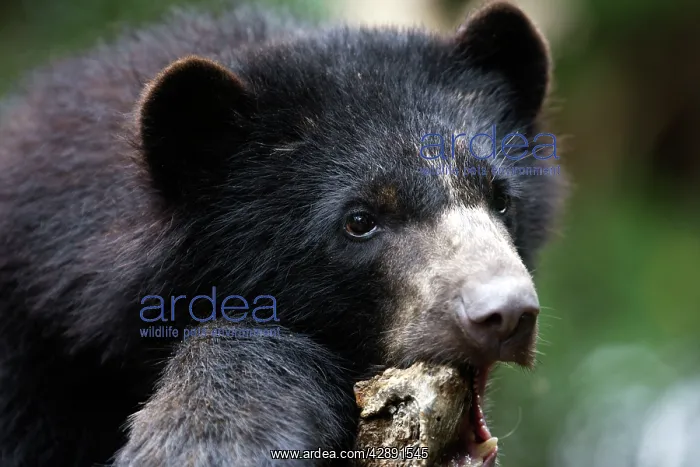 : Spectacled / Andean Bear : Spectacled / Andean Bear