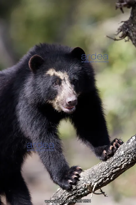 : Spectacled / Andean Bear : Spectacled / Andean Bear