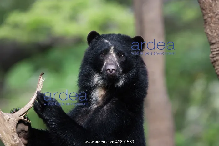 : Spectacled / Andean Bear : Spectacled / Andean Bear