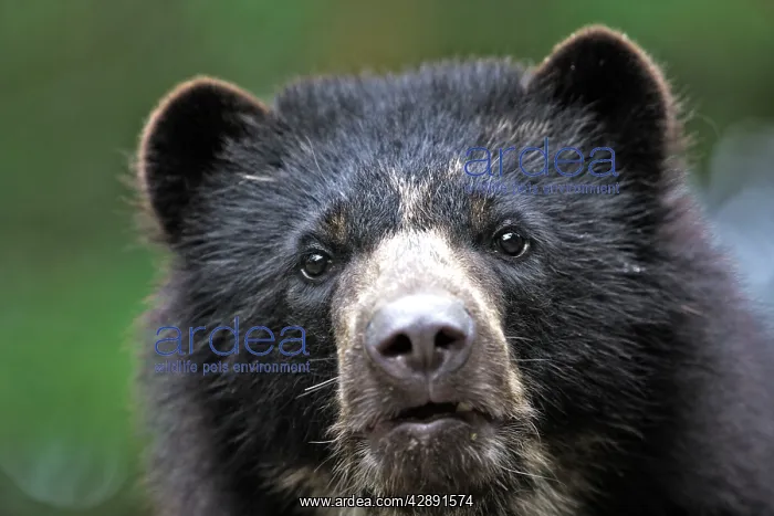 : Spectacled / Andean Bear : Spectacled / Andean Bear
