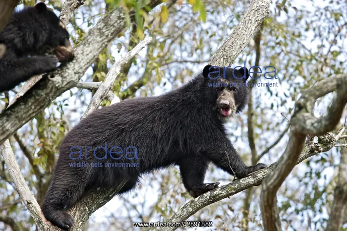 : Spectacled / Andean Bear : Spectacled / Andean Bear