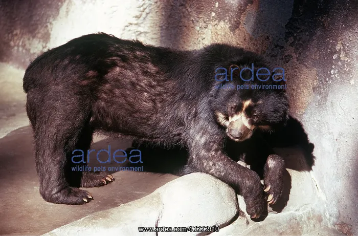 : SPECTACLED / Andean BEAR : SPECTACLED / Andean BEAR