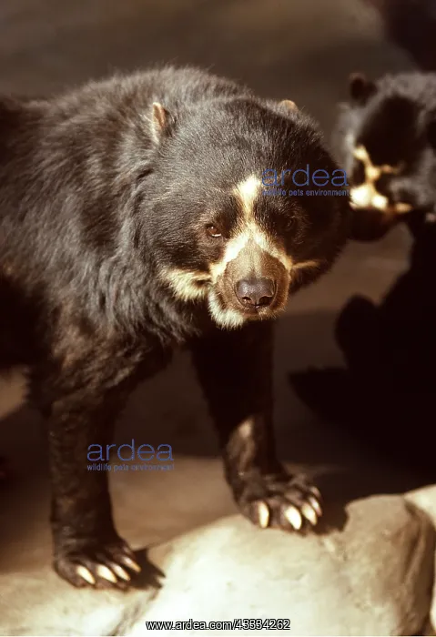 : SPECTACLED / Andean BEAR : SPECTACLED / Andean BEAR