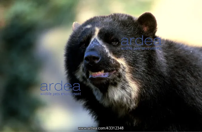 : SPECTACLED / Andean BEAR - close up of head : SPECTACLED / Andean BEAR - close up of head