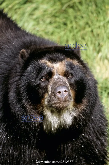 : SPECTACLED Andean BEAR - Close-up of head : SPECTACLED Andean BEAR - Close-up of head