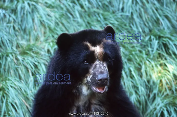 : SPECTACLED / Andean BEAR - close-up of head : SPECTACLED / Andean BEAR - close-up of head