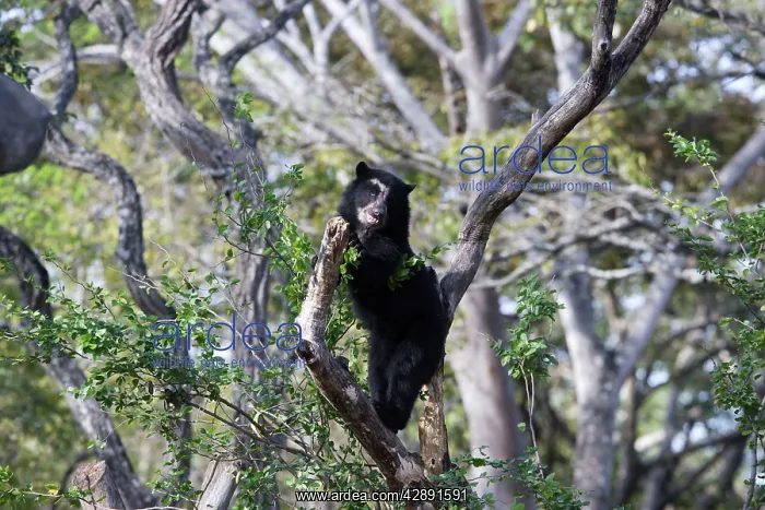 : Spectacled / Andean Bear - in tree : Spectacled / Andean Bear - in tree