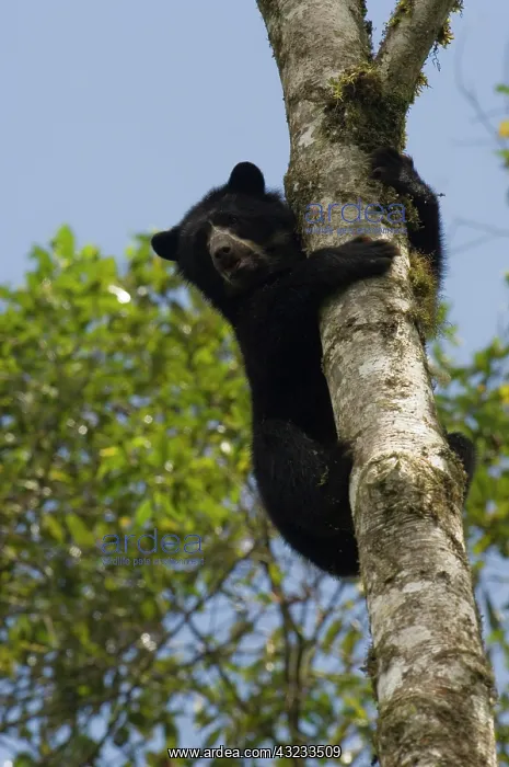 : Spectacled or Andean Bear (Tremarctos ornatus) : Spectacled or Andean Bear (Tremarctos ornatus)