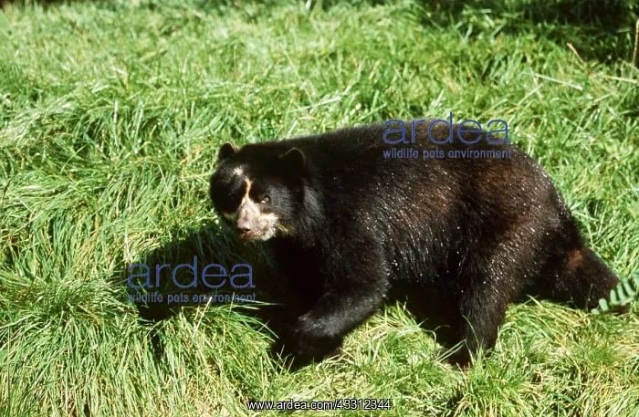 : SPECTACLED / Andean BEAR - walking on grass : SPECTACLED / Andean BEAR - walking on grass