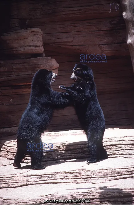 : Spectacled / Andean BEARS - fighting : Spectacled / Andean BEARS - fighting