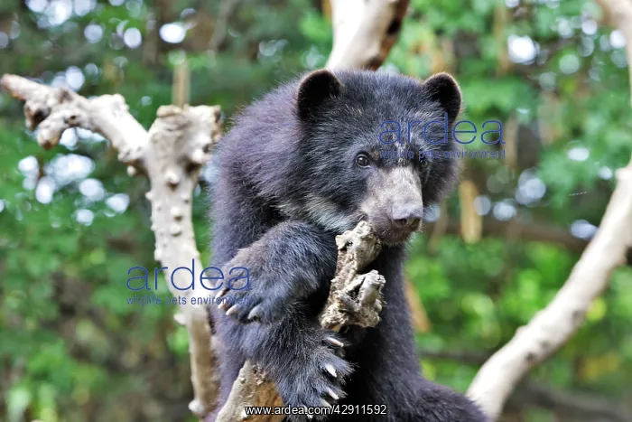 : Spectacled Bear : Spectacled Bear